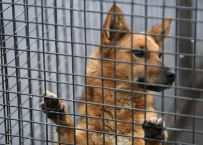 В Красноярске каждый приют для животных может получить из бюджета до 1 млн рублей