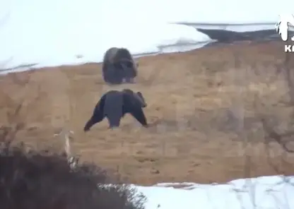 Медведи вышли к людям на севере Красноярского края: жители боятся выходить на улицу