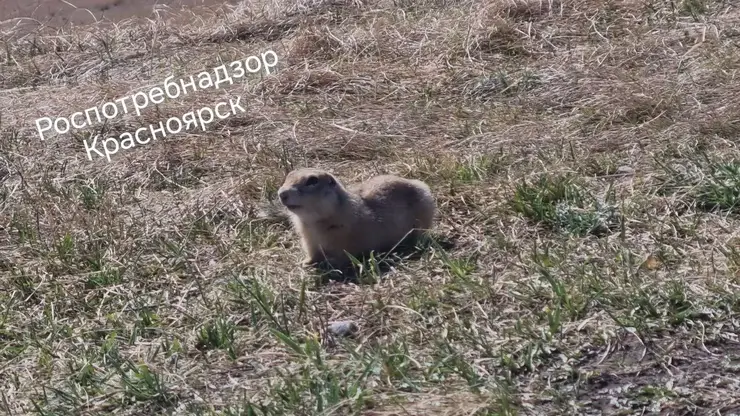 Суслики покусали уже троих красноярцев в этом месяце