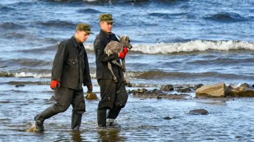 На севере Красноярского края волонтеры спасли маленького оленёнка