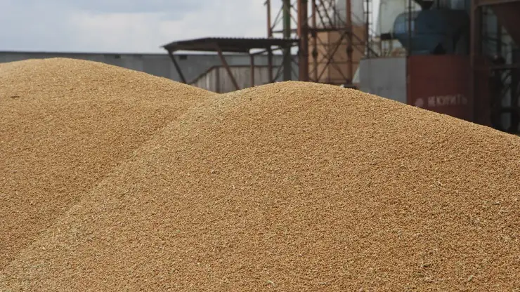 Объемы экспорта зерна и масличных культур наращивает Красноярский край