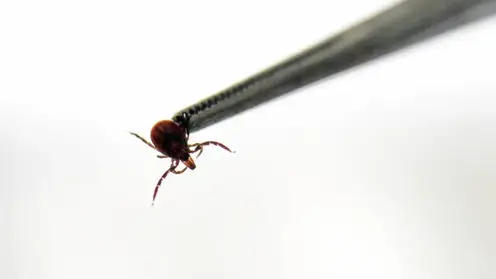 Роспотребнадзор спрогнозировал уровень активности клещей в Красноярском крае в 2026 году