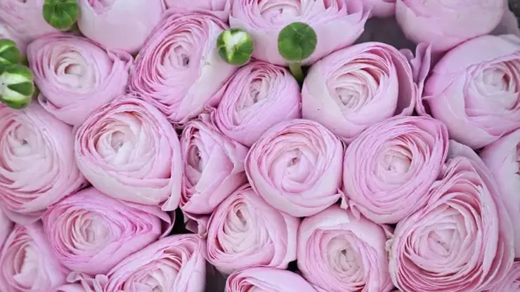 Красноярск вошел в десятку лидеров рейтинга миллионников по стоимости букета к 8 Марта