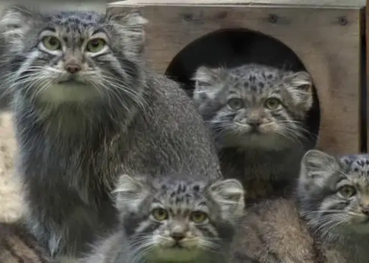 Осторожно, передозировка милоты! В Новосибирске показали, как отдыхает мама-манул с детками