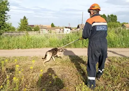 Доброта из Шарыпово: там спасатели помогли псу, который случайно провалился в подвал