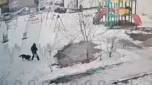 В Красноярске бездомная собака напугала ребенка во дворе на Свердловской