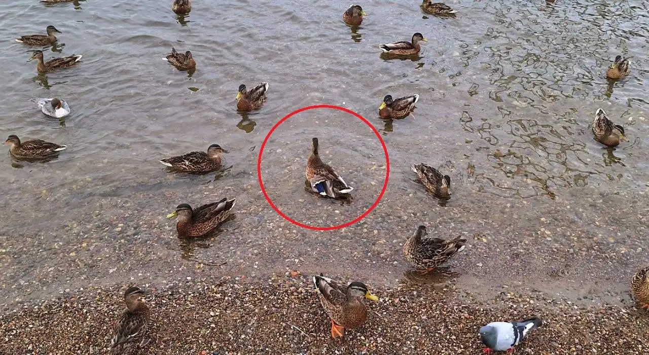 Фото: sibnovosti.ru