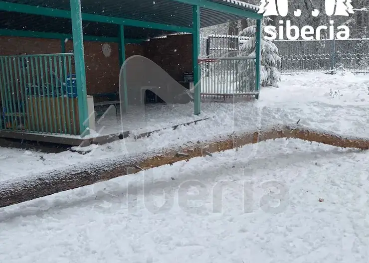 На шестилетнего мальчика в новосибирском детском саду упала сосна. Ребенок в больнице с травмами