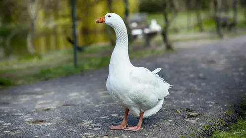 Сельчанка украла гусей и попала под уголовную статью в Амурской области