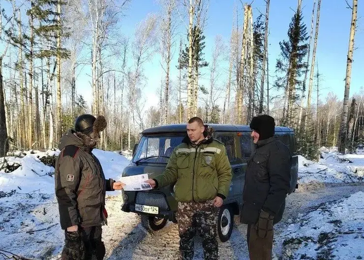 Лесные волонтеры помогли выявить пять случаев незаконной рубки в красноярских лесах