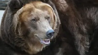 Ещё четыре выхода медведей к людям зафиксированы в Красноярском крае Ещё четыре выхода медведей к людям зафиксированы в Красноярском крае
