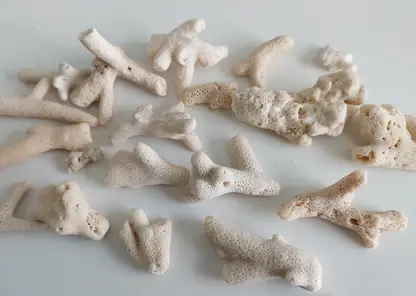 Новосибирские таможенники изъяли 22 коралла у туриста из ОАЭ