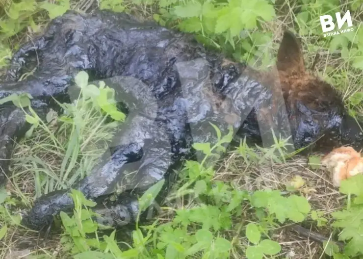 В Минусинске спасли упавшего в яму с гудроном щенка