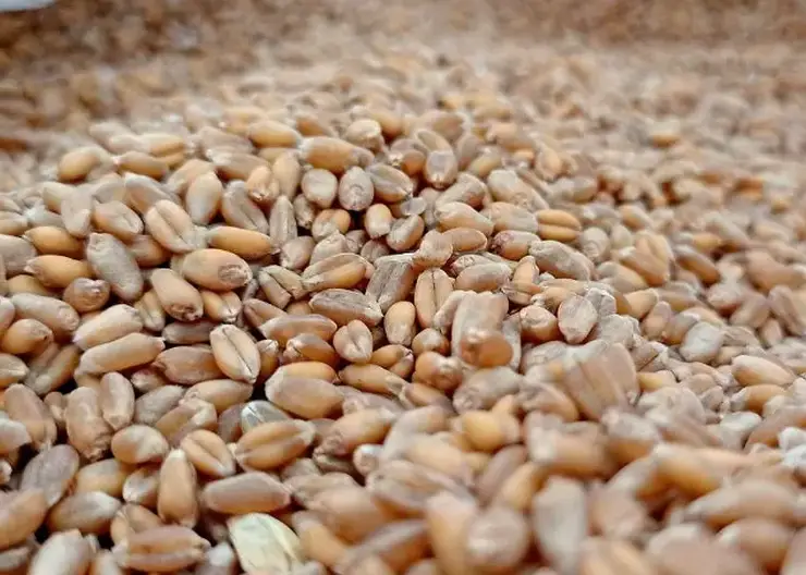 Красноярский край впервые отправил пшеницу во Вьетнам