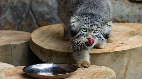 В красноярском парке «Роев ручей» показали новые снимки манула