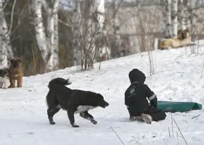 Глава СК РФ Александр Бастрыкин получит доклад о нападении собак на ребенка в Канске