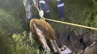 Провалившегося в яму домашнего телёнка вернули хозяину в Красноярском крае