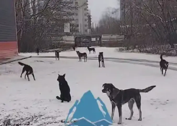 В Красноярске усилят отлов собак после жалоб на угрозу школьникам