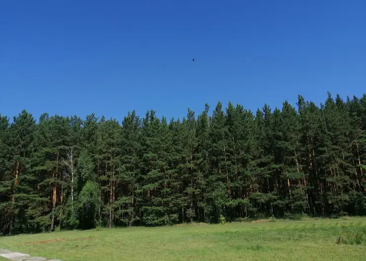 Две пенсионерки из Красноярска заблудились в лесу в районе Плодово-ягодной станции