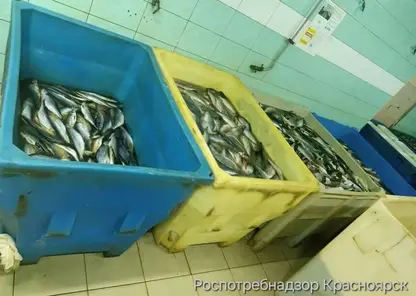 В Красноярске за множественные нарушения оштрафовали рыбное предприятие