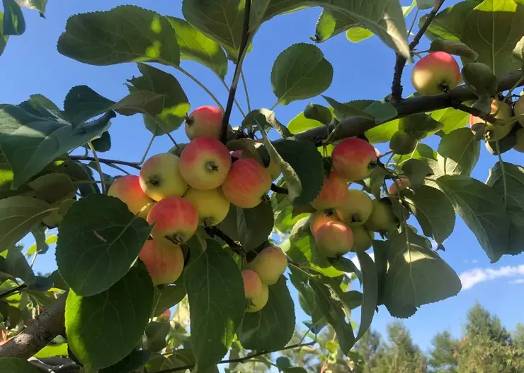 В красноярском Татышев-парке поспевают яблоки