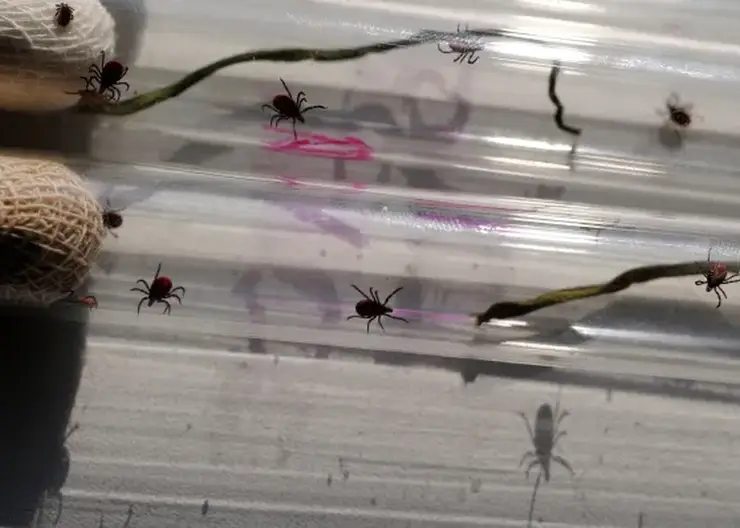 Клещи в России могут проснуться раньше обычного