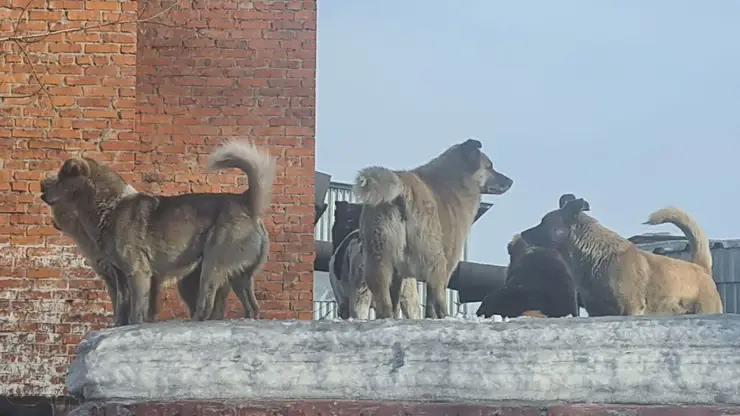 Стая бродячих собак обосновалась рядом со школой и детсадом в кузбасском Прокопьевске