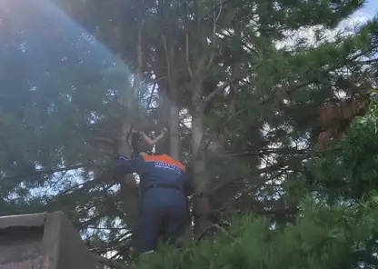 В Красноярском крае спасатели сняли с дерева 9-летнего мальчика