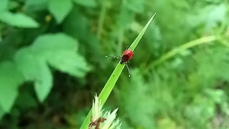 Парадокс в Красноярском крае: активность клещей падает, заболеваемость растет