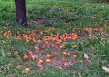 Бабье лето заглянет в Красноярск на выходных