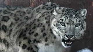 Снежные барсы стали в десять раз чаще нападать на скот на Алтае