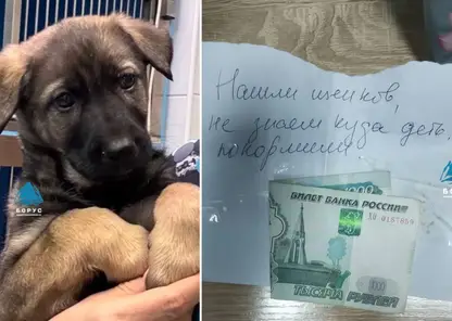 В Красноярске неизвестный оставляет щенков и 1000 рублей возле ветклиник
