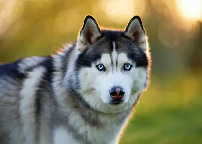 Собаку Хаски из омского приюта забрали в транспортную компанию
