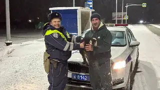 Госавтоинспекторы спасли потерявшегося ягненка в Красноярском крае