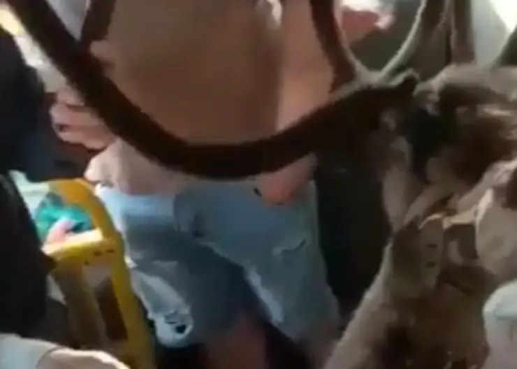 Жителей Норильска возмутил олень в автобусе