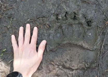 В Красноярске недалеко от Водников нашли свежие следы крупного хищника
