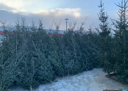 Под проверки попали елочные базары Красноярского края. Специалисты ищут спекулянтов