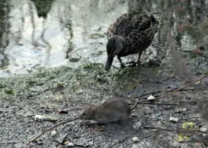 Уличные крысы девять раз напали на жителей Красноярска в первом квартале 2025-го