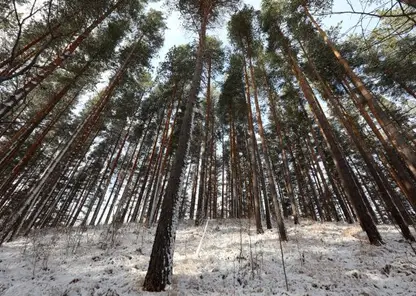 В Красноярском крае иностранец нелегально вывез лесоматериалы на 260 млн рублей