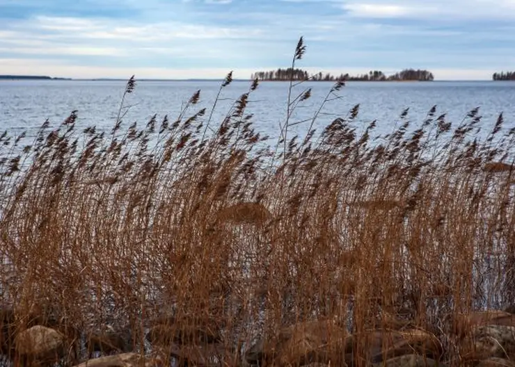 В Красноярске суд обязал мэрию скосить сухую траву