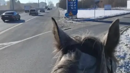 «Либо цены на бензин космос, либо его вообще нет»: новосибирец пересел на лошадь из-за дефицита бензина