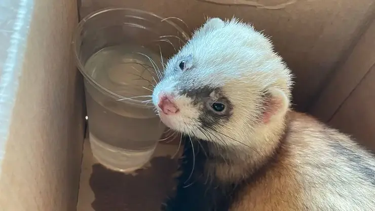 В красноярском экопарке «Гремячая грива» потерялся милый хорек