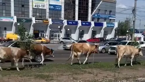 В столице Бурятии создадут «штрафстоянку» для скота