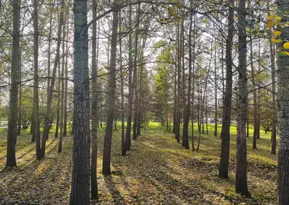 Красноярск встретит первую пятницу октября по-осеннему прохладной погодой