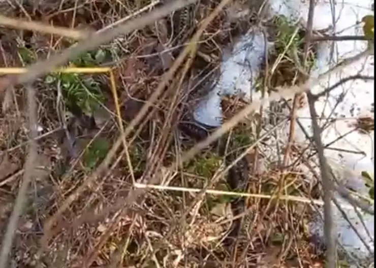 В Красноярске в экопарке «Гремячая грива» проснулись змеи