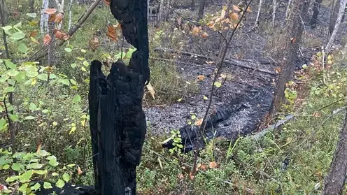 Молния нанесла мощный удар по дереву на севере Красноярского края