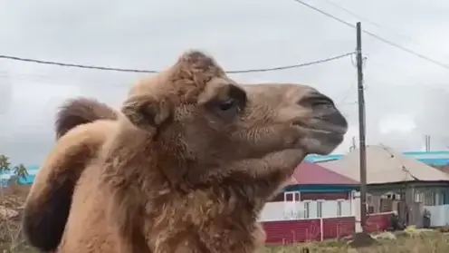 На улицах Камня-на-Оби жители заметили гуляющего верблюда