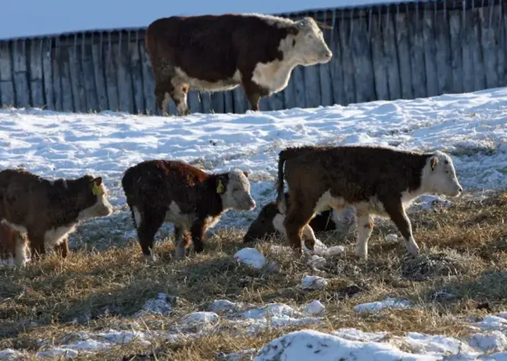 В Новосибирской области пастереллез отступил, но в пяти селах готовят меры поддержки для потерявших скот