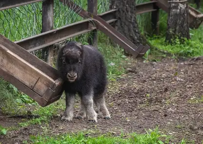Посмотрите, какой милаш: в Красноярском парке "Роев ручей" у пары овцебыков родился теленок
