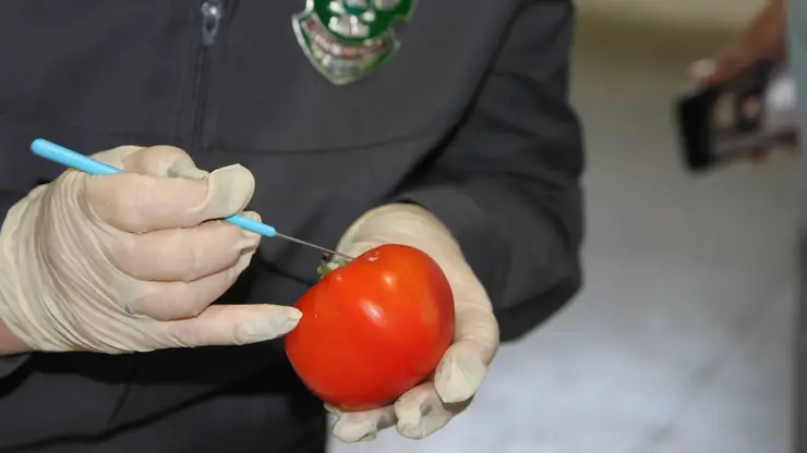 В Красноярском крае уничтожили 20 тонн узбекских томатов из-за опасного вируса